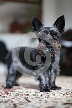 Miniature black schnauzer dog