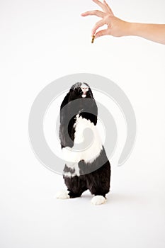 Miniature Black And White Flop Eared Rabbit Standing On Hind Legs For Treat Against White Background