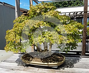 Miniature Bonsai maple tree