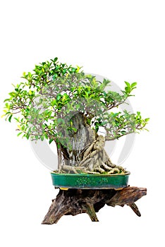 Miniature bonsai plant chinese elm ulmus parvifolia on display