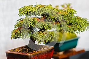 Miniature bonsai tree on display in Grand Rapids Michigan