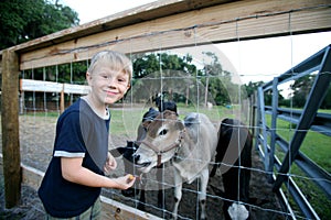 Miniature Brahma Bull