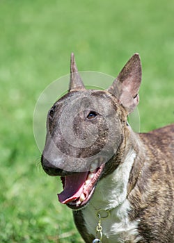 Miniature brindle and white bull terrier is standing with lolling tongue. English bull terrier or wedge head