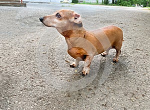 Miniature brown dachshund on gray asphalt, pet walking