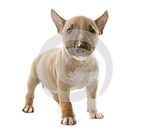 Miniature bull terrier