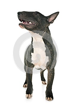 Miniature bull terrier