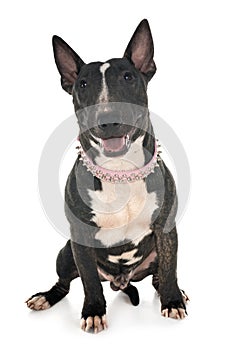 Miniature bull terrier