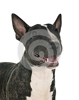 Miniature bull terrier