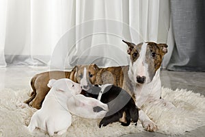 Miniature Bull Terrier dog with four puppies