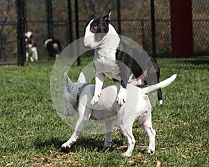 Miniature bull terrier leaping over another mini photo