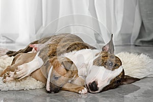 Miniature Bull Terrier mom dog hugs her puppy