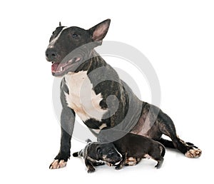 Miniature bull terrier and puppies
