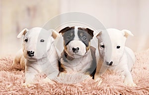 Miniature Bull Terrier puppies of different colors lying on a fur rug