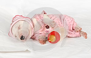 Miniature Bull Terrier puppy sleeping in the crib