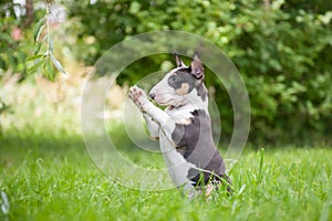 Miniature Bull Terrier photo