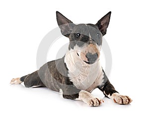 Miniature bull terrier in studio