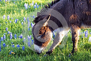 Miniature Burro and Bluebonnets