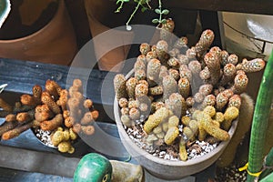 Miniature cactus plants growing in the pots. Gold lace Cactus, lady fingers or Cactoideae desert plants top view