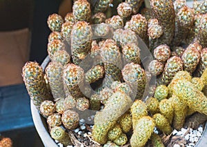 Miniature cactus plants growing in the pots. Gold lace Cactus, lady fingers or Cactoideae desert plants top view