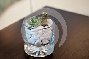 Miniature cactus succulent plant. Selective focus
