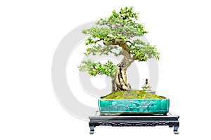 Miniature carmona microphylla fukien tea bonsai plant