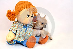 Miniature Chihuahua Puppy with Big Soft Toy Doll