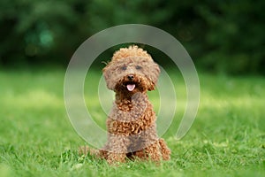 Miniature chocolate poodle on the grass. Pet in nature.