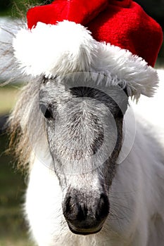 Miniature Christmas Horse