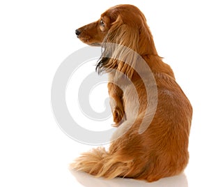 Miniature dachshund