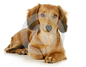 Miniature dachshund