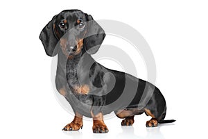 Miniature Dachshund