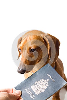 Miniature Dachshund being handed passport