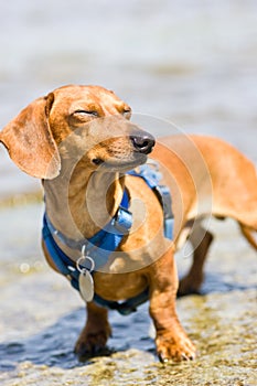 Miniature Dachshund with blue harness squinting photo