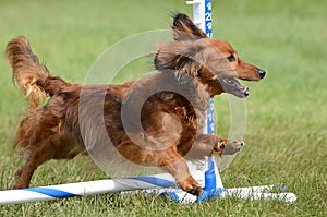 Miniature Dachshund at a Dog Agility Trial