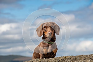 Miniature Dachshund Dog in Scotland