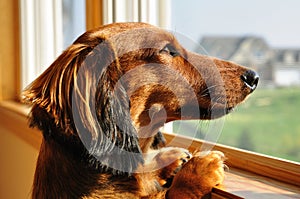 Miniature Dachshund Looking out a Window