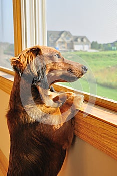 Miniature Dachshund Looking out a Window