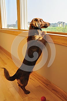 Miniature Dachshund Looking out a Window