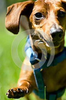 Miniature Dachshund in mid stride