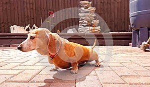 Miniature Dachshund Peeing photo