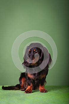 Miniature dachshund portrait