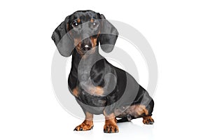 Miniature dachshund