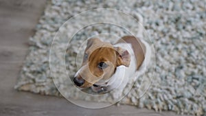 Miniature dachshund puppy dog sitting on floor looking up at camera