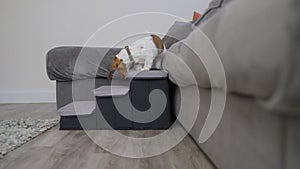 Miniature dachshund puppy dog using steps to get down from sofa