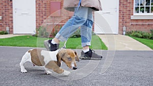 Miniature dachshund puppy dog on a walk in the streets with owner