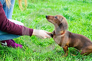 Miniatura bassotto parete il suo il proprietario. giovane energico il cane è un correre in giro piedi 