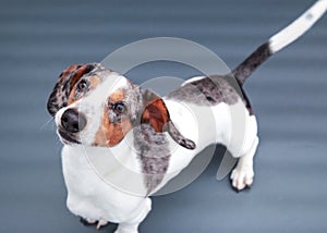 Miniature dachshund puppy sitting, isolated on plain background