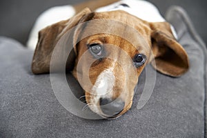 Miniature Dachshund resting on sofa