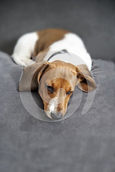 Miniature Dachshund resting on sofa