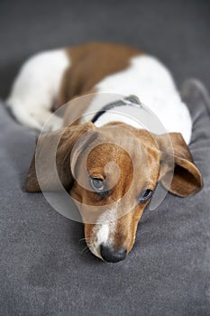 Miniature Dachshund resting on sofa